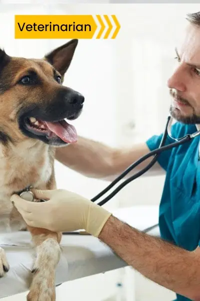 veterinarian